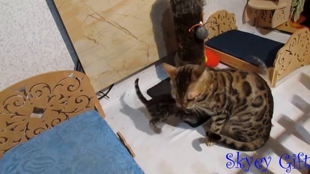 бенгальская кошка, котята продажа. бенгалы из питомника, питомник бенгальской кошки  SKYEY GIFT