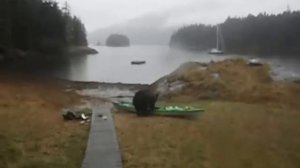 Black Bear Gnaws on Delta 15s Seakayak in Berg Bay, Alaska