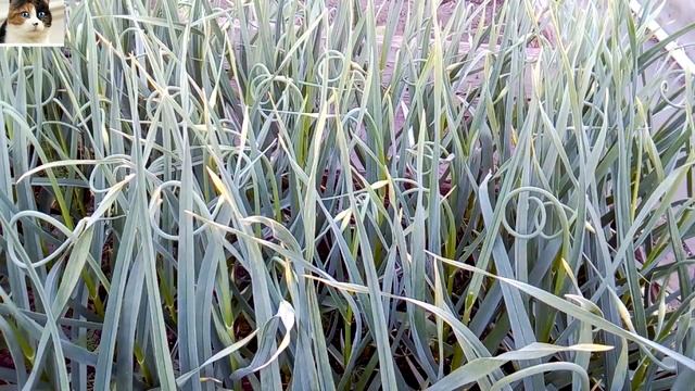 Когда и зачем обрывать стрелки у озимого чеснока смотреть онлайн