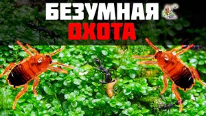 БЕЗУМНАЯ ОХОТА в природном формикарии ● Odontomachus bauri