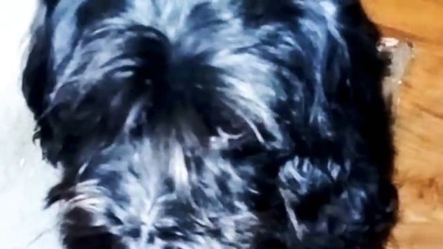 Мой друг Джек. А у Вас есть собака? смотреть онлайн