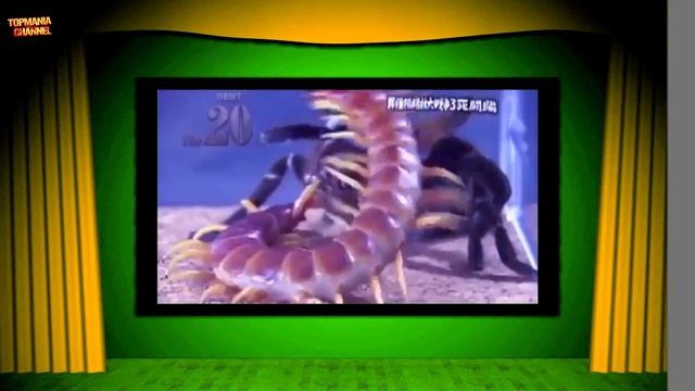 10 ДИКИХ БИТВ ЖИВОТНЫХ СНЯТЫХ НА КАМЕРУ смотреть онлайн