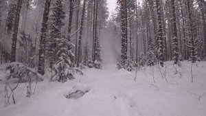 Одиночный выезд на мотособаке толкач в тайгу/ разведка новых мест и поиск боровой дичи на Урагане