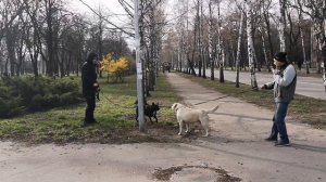 Лай, рычание, возбуждение, натянутый поводок...при встрече собак. Как выгуливать собаку? Язык собак