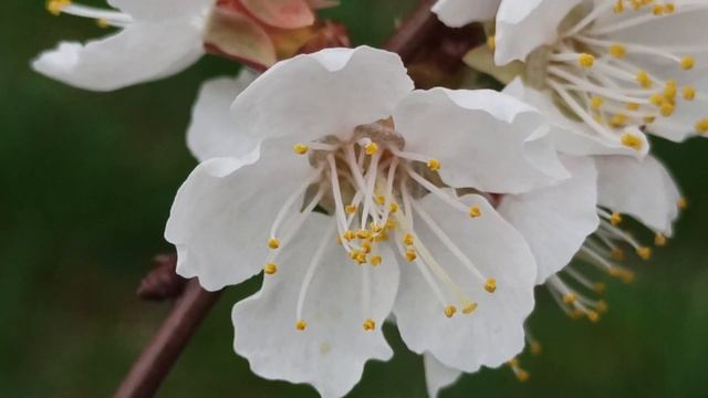 Абрикос цветёт (цветы абрикоса) смотреть онлайн