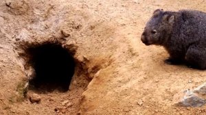 Удивительное животное-ВАМБАТ!!!