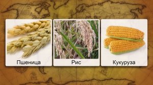 География сельского хозяйства, зерновое хозяйство России. Видеоурок по географии 9 класс