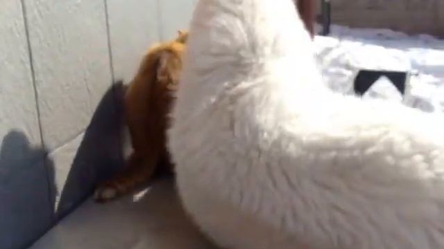 Как хаски ведет себя с кошкой /коту 5 лет\хаски 6 месяцев -жизнь вместе смотреть онлайн