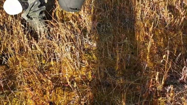 Самый быстрый способ сбора клюквы смотреть онлайн