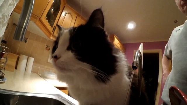 =One Day In The Life Of A Cat=Один день из жизни кошки.puss, Ladycat, She-cat.katė.