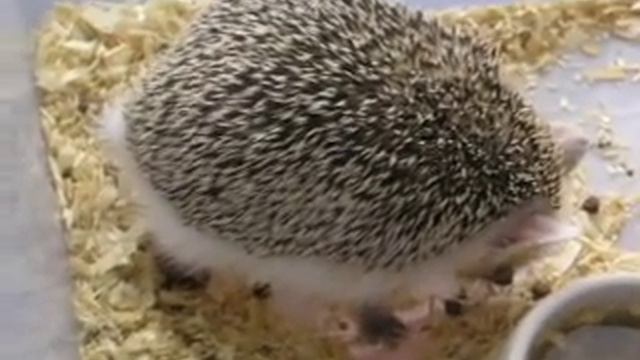 роды 27.09.09 (2) смотреть онлайн