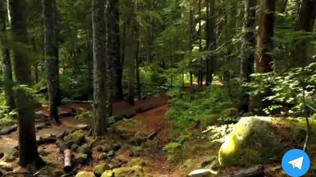 ИДЕАЛЬНОЕ УТРО. САМОРАЗВИТИЕ ВАШЕЙ ЛИЧНОСТИ. #подкаст_на_русском