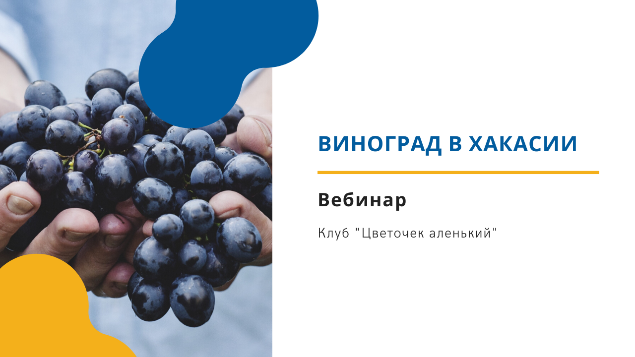Клуб "Цветочек аленький": Виноград в Хакасии