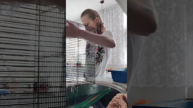 Генеральная уборка у крыс? Утренняя рутина с годовалым ребенком?