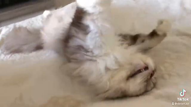 Кот спит, засоня, глубокий сон, устал котик смотреть онлайн