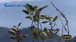 【World Heritage】Garajonay National Park, SPAIN | 世界遺産:ガラホナイ国立公園