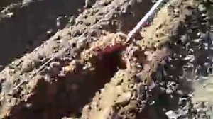 Как правильно посадить морковь