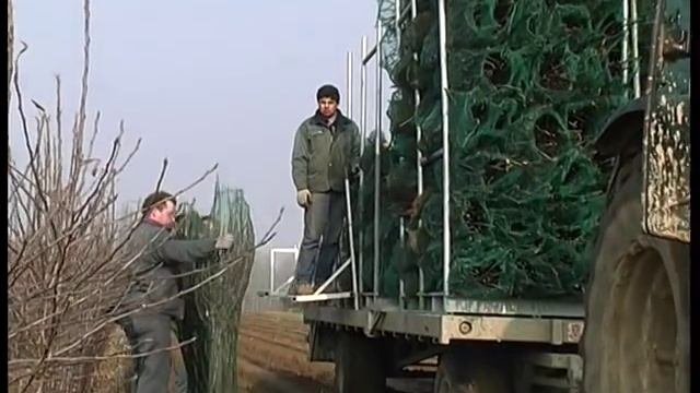 Выращивание саженцев в питомнике Каролюс