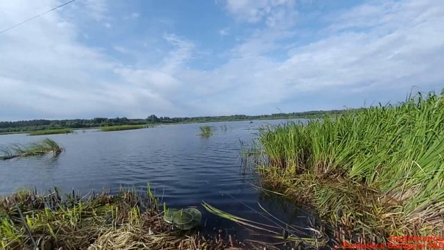 Успешная ловля карпа, на пружины и смактухи на платнике. смотреть онлайн