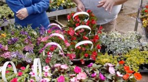 Bulletproof plants at Ropp's Flower Factory