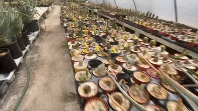 ENCONTRÉ UN OASIS DESÉRTICO EN HOUSTON TEXAS ! (Cactus y mas cactus ) смотреть онлайн