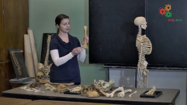 Анатомия человека. Строение скелета (И. Синёва)