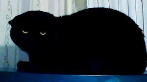 Как шипит кот? А вот так.