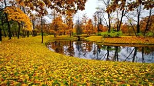 Футаж - Золотая осень...