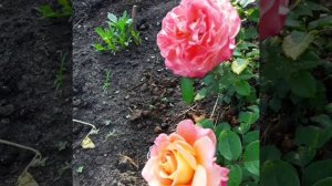 Розы Чиппендейл,Августа Луиза и другие.