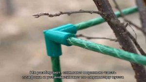 Зачем нужны подпорки для смородины и как сделать их своими руками