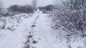 ЛОШАДИ/ ОБУЧЕНИЕ МОЛОДОЙ КОБЫЛКИ ВЕНЕРЫ/ ЗАПРЯГЛИ В САНИ