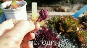 Как отличить Молодило от Эхеверии: 5 признаков