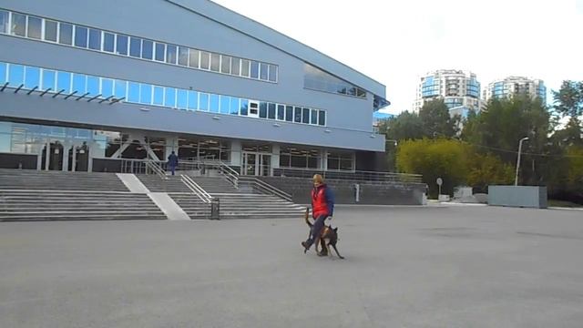 ТАНЦУЮЩИЙ ЧЕТВЕРОНОГИЙ ДРУГ/ 1 смотреть онлайн