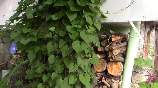 Живая изгородь.  Какие растения я использую для живой изгороди!?