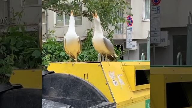 Чайки