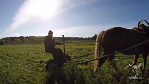 Сенокос на лошадях