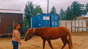 ЯМАЛ. Не ОРЁЛ И РЕШКА но ПОКАЗАЛИ БОЛЬШЕ.