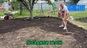 Посадили газон