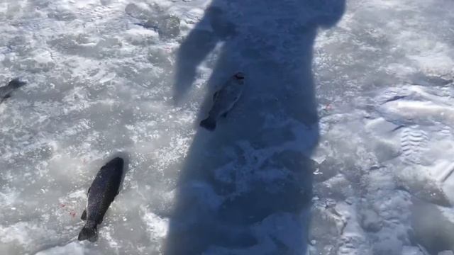30.03.2018 Савельево Ольгово. Клев на запуске смотреть онлайн