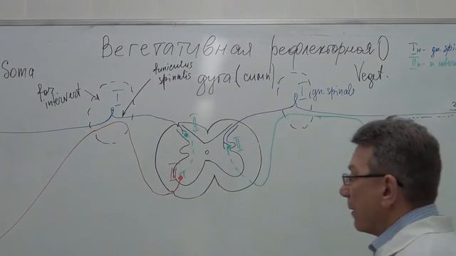 Вегетативная рефлекторная дуга (рисунок на доске) смотреть онлайн