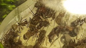 Camponotus nicobarensis | Лакомятся мучником