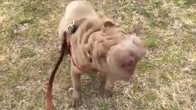 Shar pei Buddha slow motion shaking his extra skin смотреть онлайн