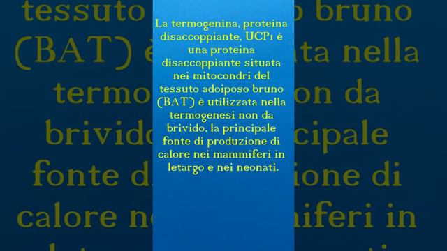 Tiroide, Dieta Chetogenica, Metabolismo. #Bernardisintegratori смотреть онлайн