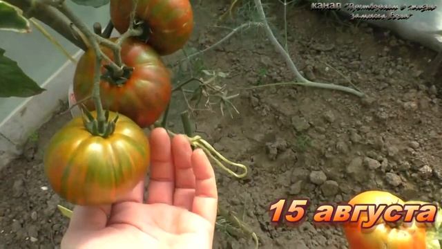 Буду сажать обязательно томат- Полосатый шоколад