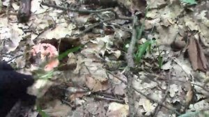 Собираем грибы в Краснодарском крае. Конец июня. Вторая попытка. В лесу одни грузди...