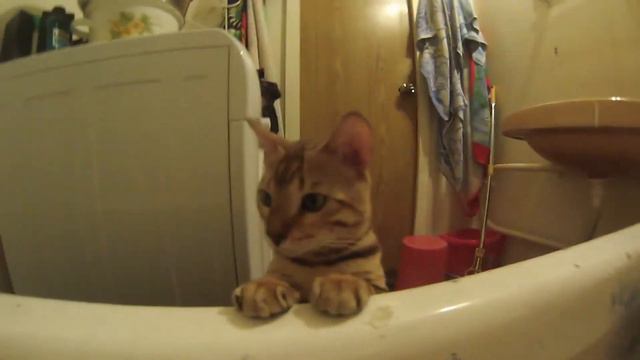 Бенгальский кот