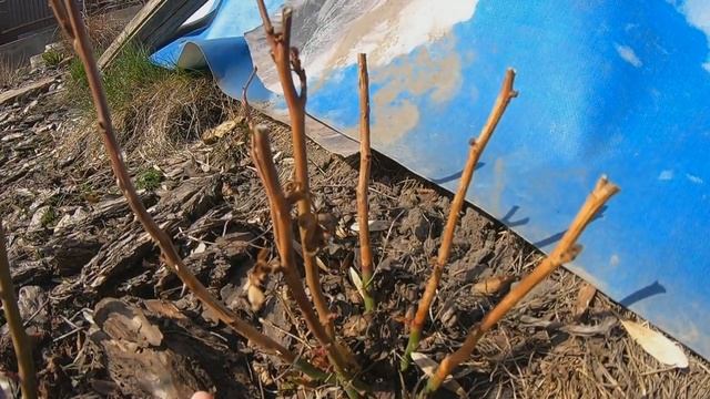 Как у меня зимовала роза без укрытия смотреть онлайн