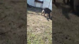 Медведь разрывает собаку