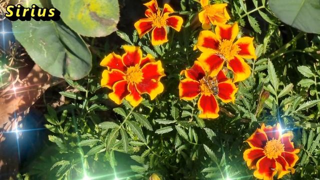 4 ноября Казанская осенняя: что категорически нельзя делать смотреть онлайн