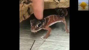 ЭТИ  ЗАБАВНЫЕ  ЖИВОТНЫЕ  (зарядка)